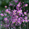 Thalictrum Rochebrunianum